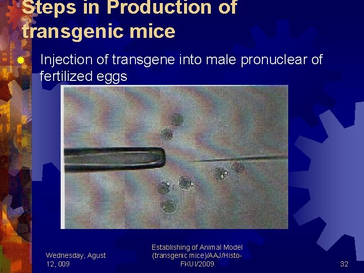 Steps in Production of transgenic mice ® Injection of transgene into male pronuclear of