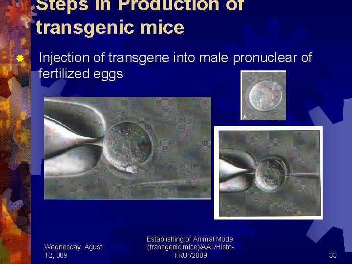 Steps in Production of transgenic mice ® Injection of transgene into male pronuclear of