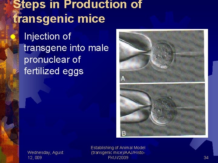 Steps in Production of transgenic mice ® Injection of transgene into male pronuclear of