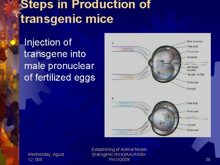 Steps in Production of transgenic mice ® Injection of transgene into male pronuclear of