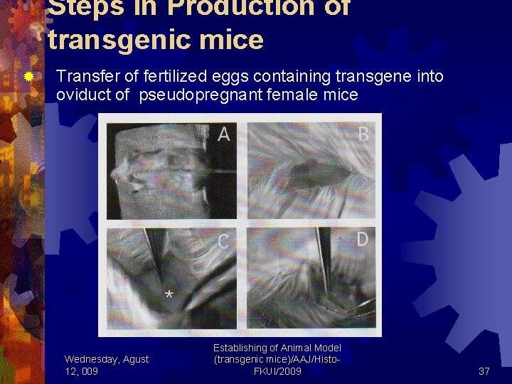 Steps in Production of transgenic mice ® Transfer of fertilized eggs containing transgene into