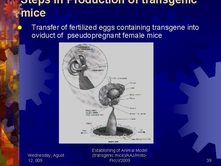 Steps in Production of transgenic mice ® Transfer of fertilized eggs containing transgene into