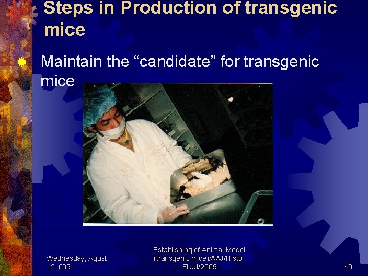 Steps in Production of transgenic mice ® Maintain the “candidate” for transgenic mice Wednesday,