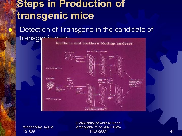 Steps in Production of transgenic mice ® Detection of Transgene in the candidate of