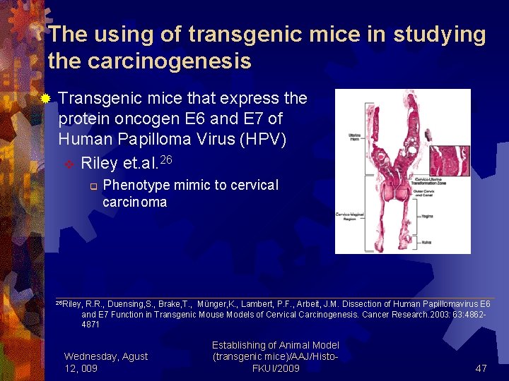 The using of transgenic mice in studying the carcinogenesis ® Transgenic mice that express