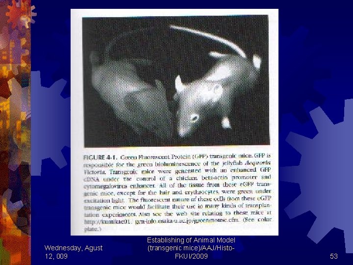 Wednesday, Agust 12, 009 Establishing of Animal Model (transgenic mice)/AAJ/Histo. FKUI/2009 53 