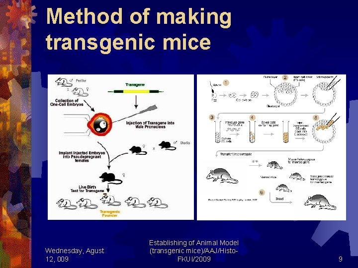 Method of making transgenic mice Wednesday, Agust 12, 009 Establishing of Animal Model (transgenic