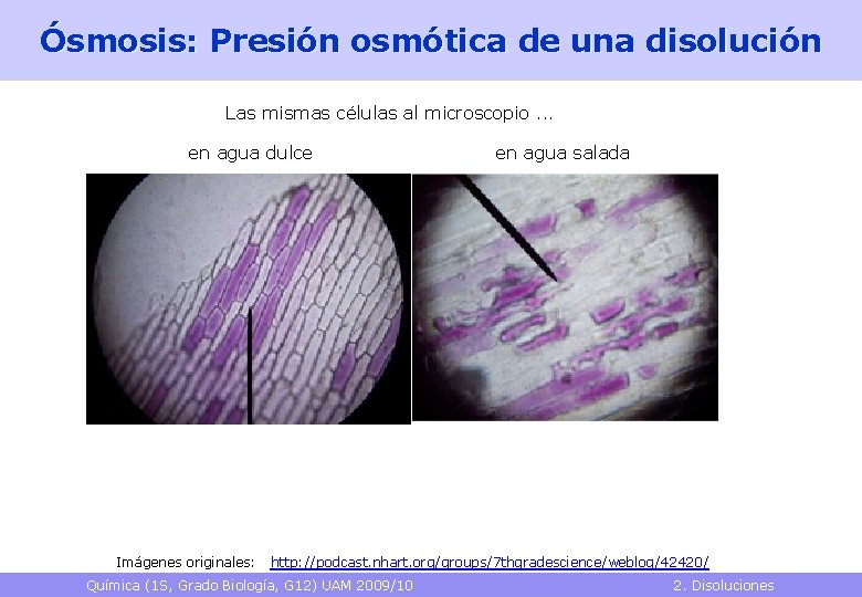 Ósmosis: Presión osmótica de una disolución Las mismas células al microscopio. . . en