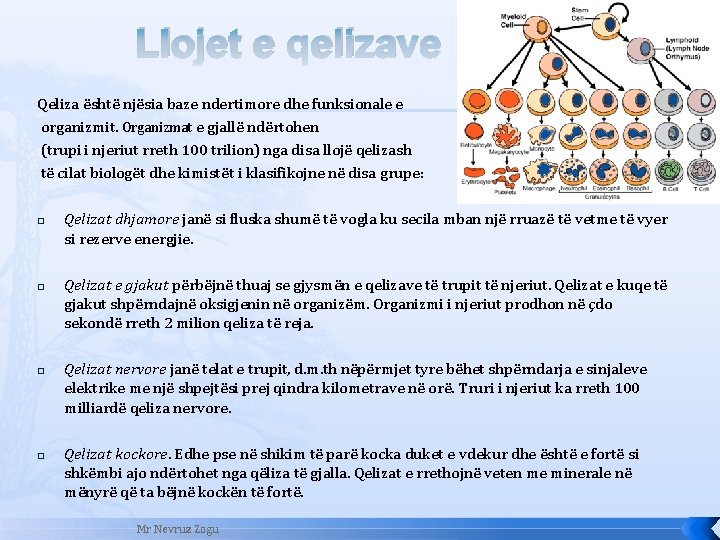 Llojet e qelizave Qeliza është njësia baze ndertimore dhe funksionale e organizmit. Organizmat e