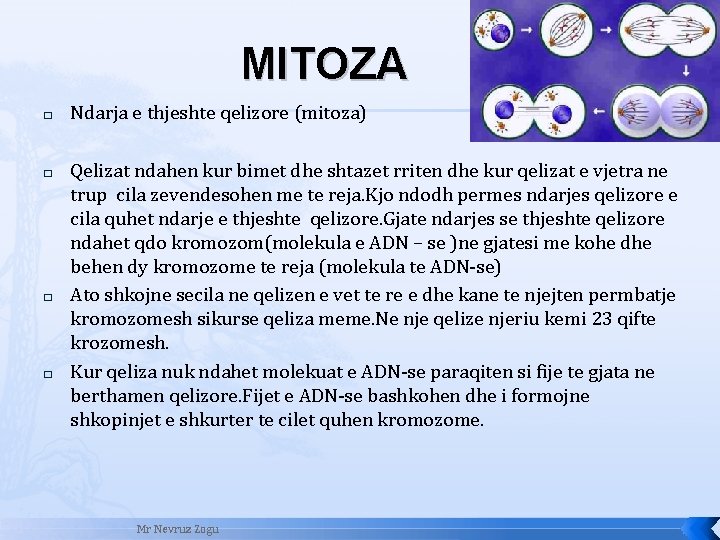 MITOZA � � Ndarja e thjeshte qelizore (mitoza) Qelizat ndahen kur bimet dhe shtazet