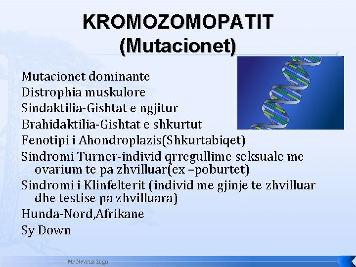 KROMOZOMOPATIT (Mutacionet) Mutacionet dominante Distrophia muskulore Sindaktilia-Gishtat e ngjitur Brahidaktilia-Gishtat e shkurtut Fenotipi i