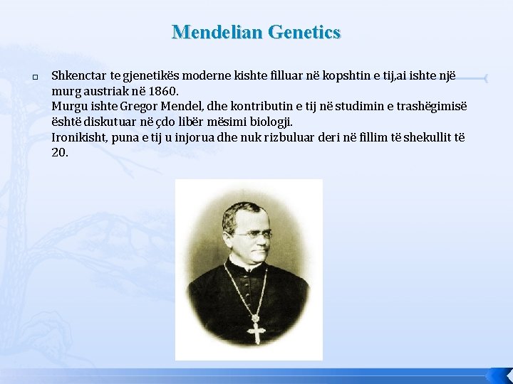 Mendelian Genetics � Shkenctar te gjenetikës moderne kishte filluar në kopshtin e tij, ai