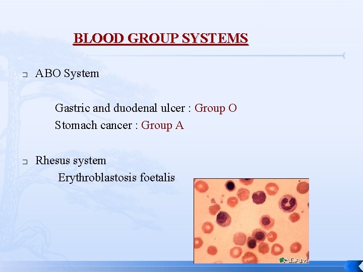 BLOOD GROUP SYSTEMS � ABO System Gastric and duodenal ulcer : Group O Stomach