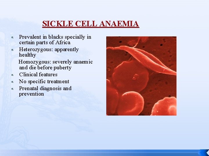 SICKLE CELL ANAEMIA Prevalent in blacks specially in certain parts of Africa Heterozygous: apparently