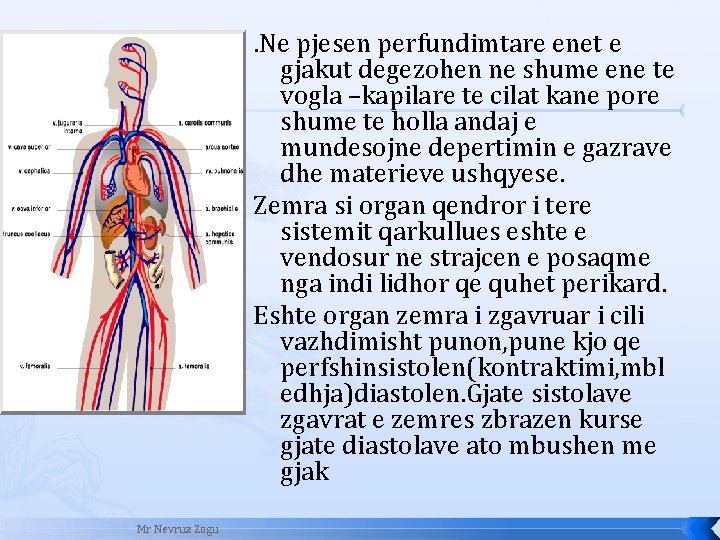 . Ne pjesen perfundimtare enet e gjakut degezohen ne shume ene te vogla –kapilare