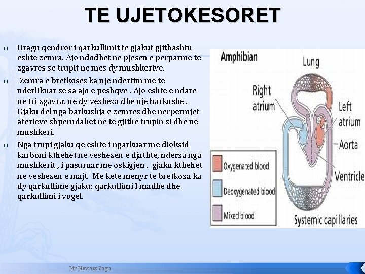 TE UJETOKESORET � � � Oragn qendror i qarkullimit te gjakut gjithashtu eshte zemra.