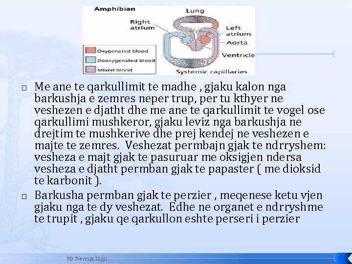 � � Me ane te qarkullimit te madhe , gjaku kalon nga barkushja e