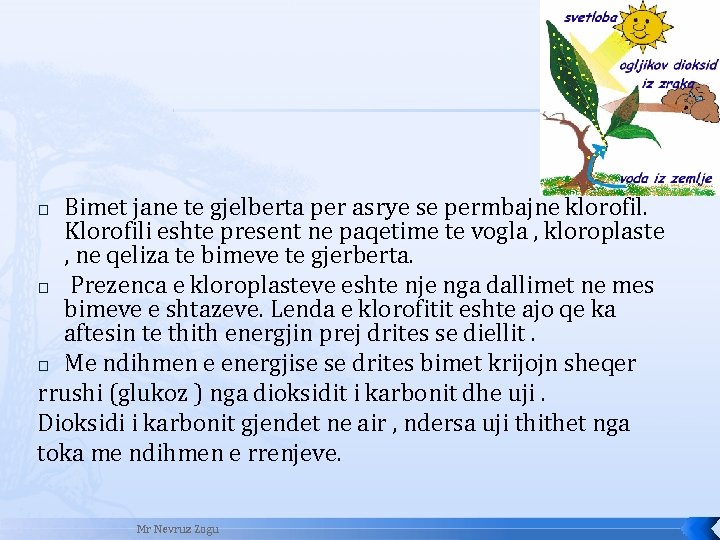 Bimet jane te gjelberta per asrye se permbajne klorofil. Klorofili eshte present ne paqetime