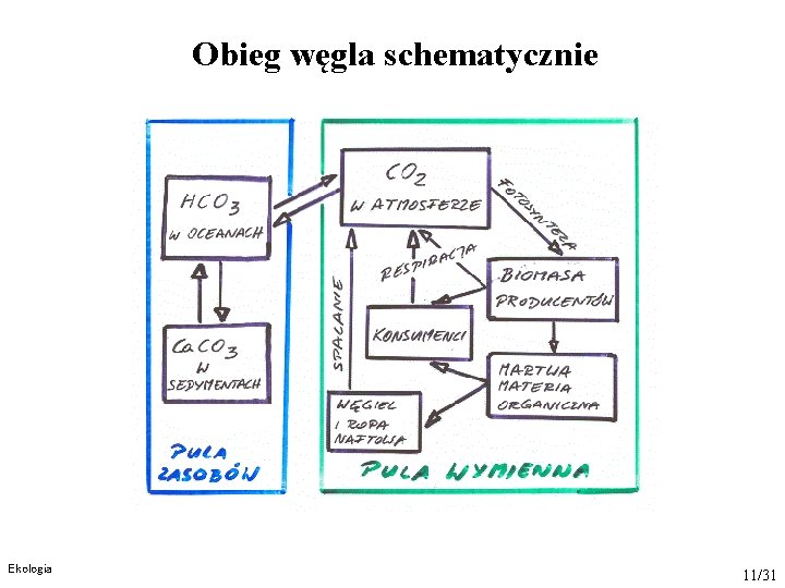 Obieg węgla schematycznie Ekologia 11/31 