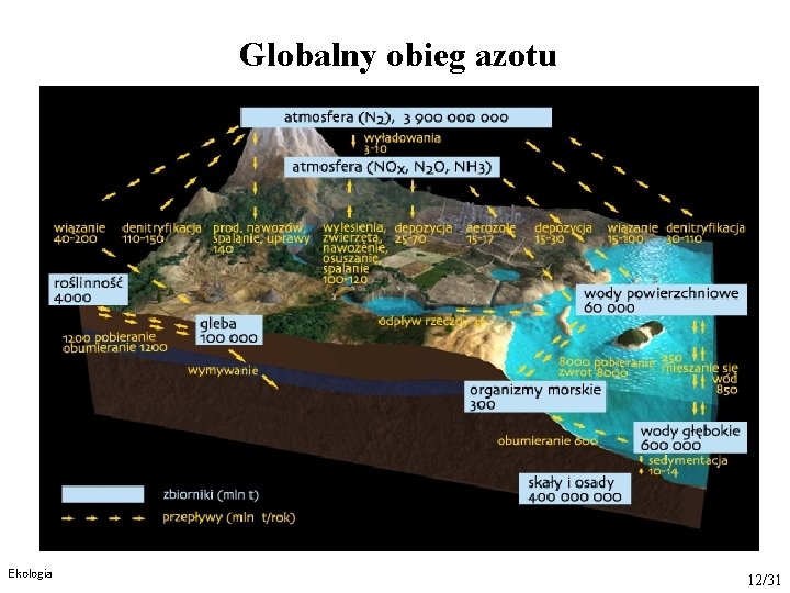 Globalny obieg azotu Ekologia 12/31 