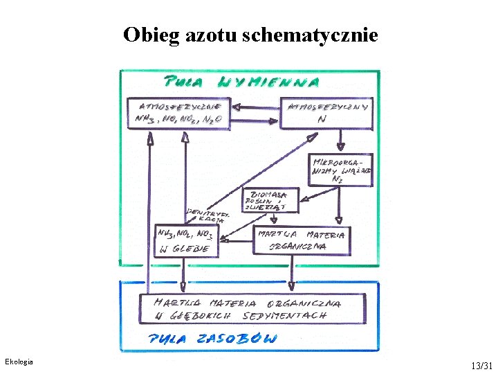 Obieg azotu schematycznie Ekologia 13/31 