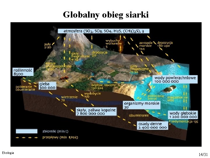 Globalny obieg siarki Ekologia 14/31 