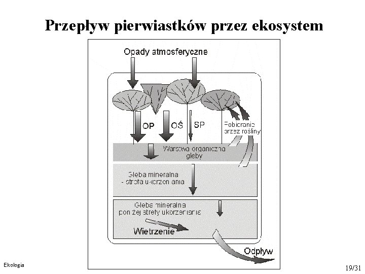 Przepływ pierwiastków przez ekosystem Ekologia 19/31 