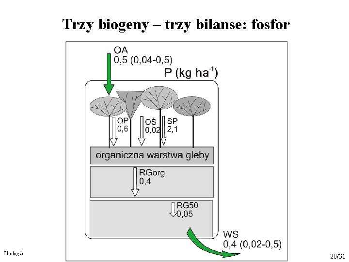 Trzy biogeny – trzy bilanse: fosfor Ekologia 20/31 