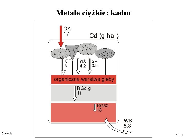 Metale ciężkie: kadm Ekologia 23/31 