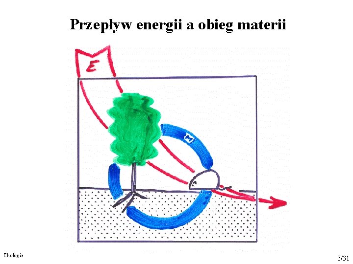 Przepływ energii a obieg materii Ekologia 3/31 