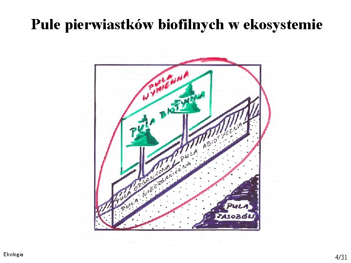 Pule pierwiastków biofilnych w ekosystemie Ekologia 4/31 