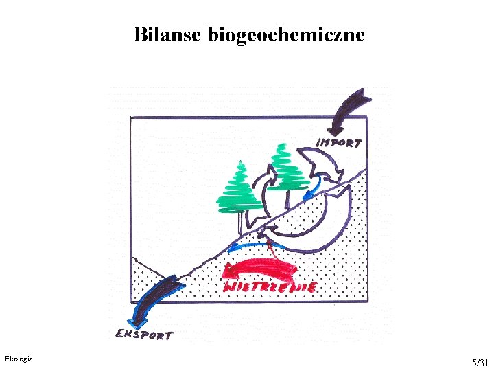 Bilanse biogeochemiczne Ekologia 5/31 