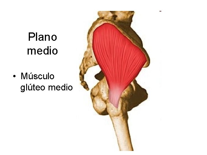 Plano medio • Músculo glúteo medio 