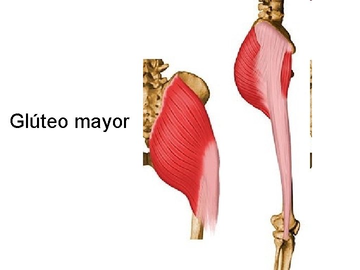 Glúteo mayor 