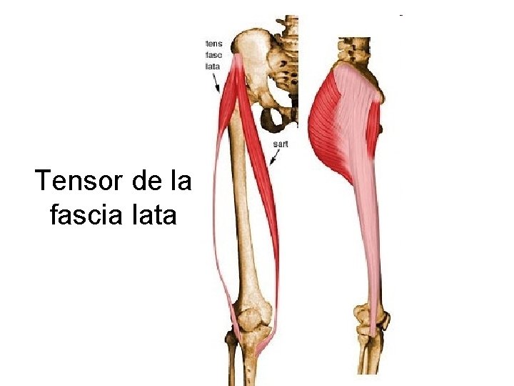 Tensor de la fascia lata 