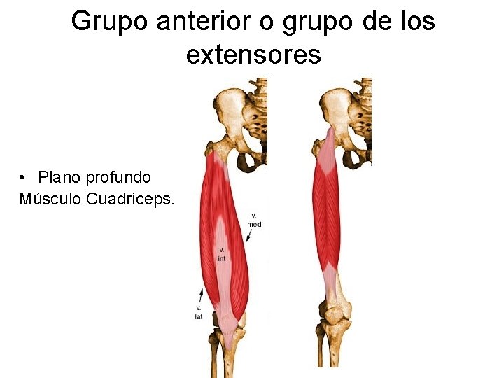 Grupo anterior o grupo de los extensores • Plano profundo Músculo Cuadriceps. 