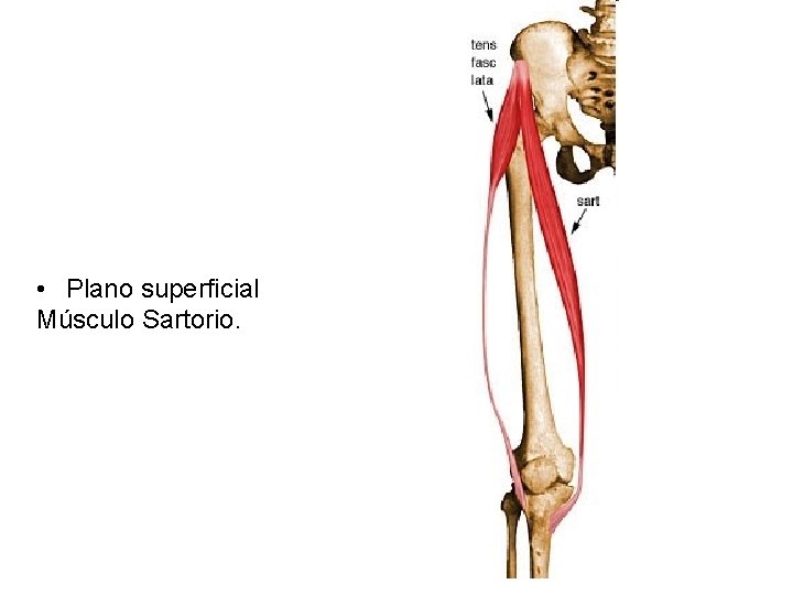  • Plano superficial Músculo Sartorio. 