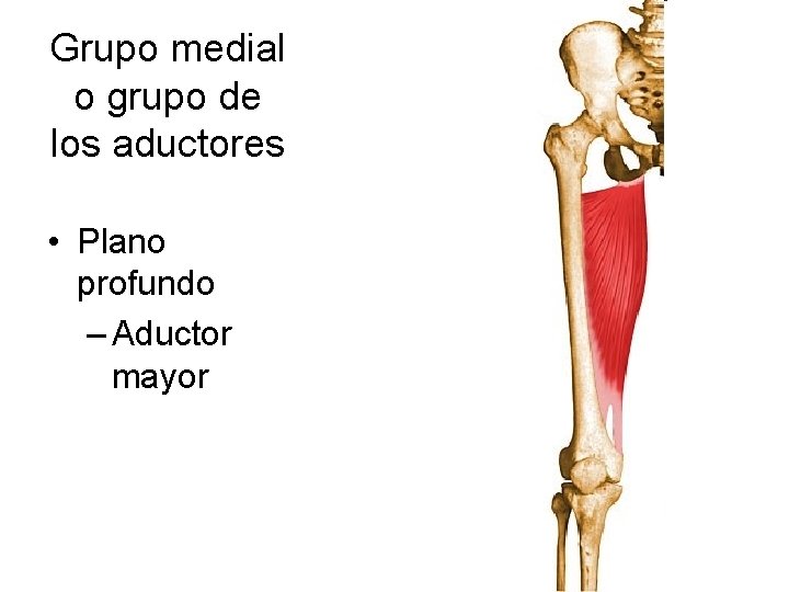 Grupo medial o grupo de los aductores • Plano profundo – Aductor mayor 