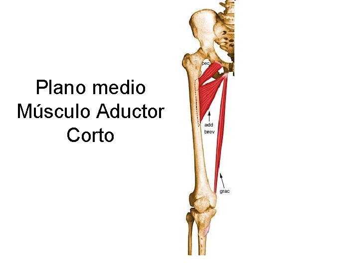 Plano medio Músculo Aductor Corto 