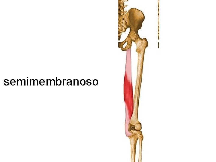 semimembranoso 