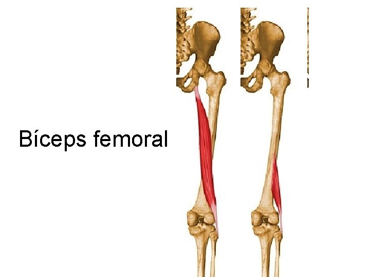 Bíceps femoral 