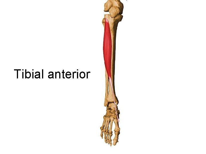 Tibial anterior 