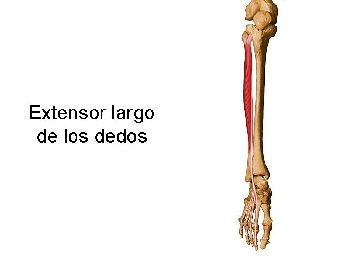 Extensor largo de los dedos 