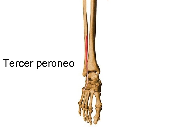 Tercer peroneo 