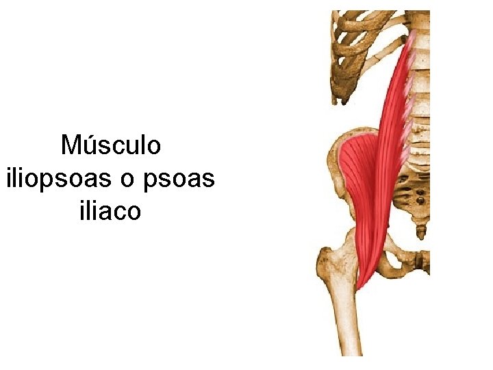 Músculo iliopsoas o psoas iliaco 