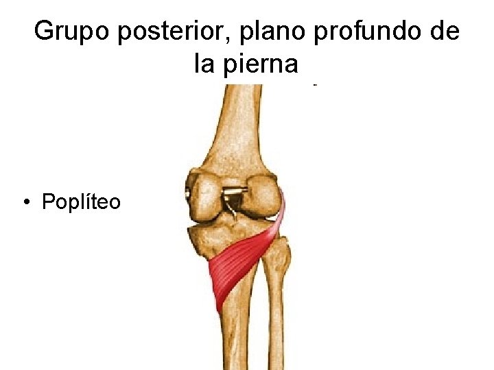 Grupo posterior, plano profundo de la pierna • Poplíteo 