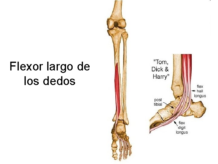 Flexor largo de los dedos 