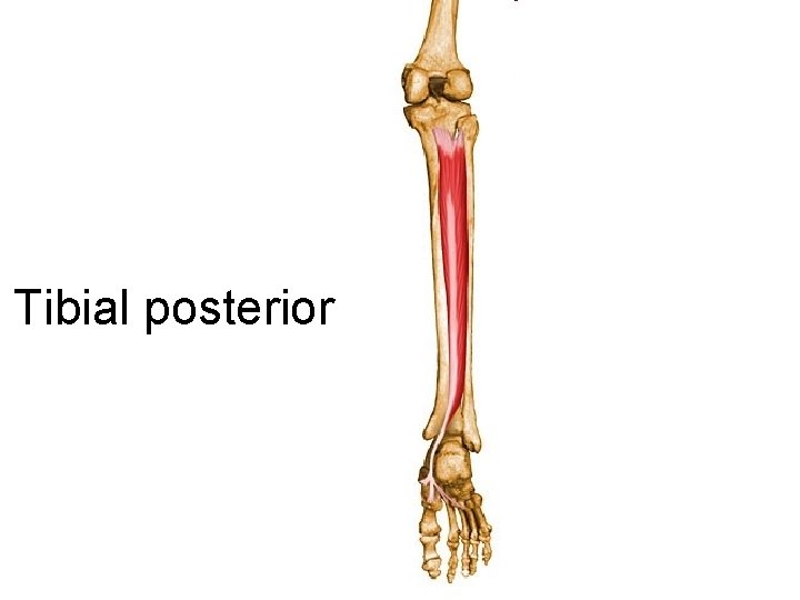 Tibial posterior 