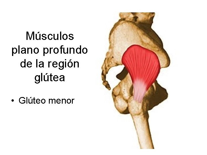 Músculos plano profundo de la región glútea • Glúteo menor 