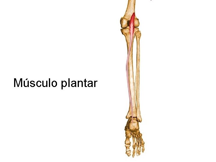 Músculo plantar 
